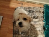 Suporting lucas terrier konuşulur