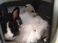 Teddy lop 5 aylık kız tavşan