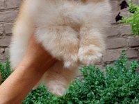 Kim pomeranian teddy bear istemez ki