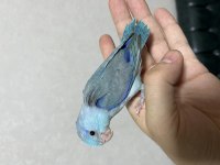 Yavru forpuslar