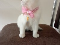 Dişi Scottish Fold Yavrumuza Yuva Uyguna