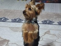 Yakışıklı erkek yorkshire terrier