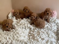 Toy Poodle Yavrularımız