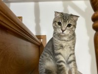 5 aylık dişi scottish fold aileler için sahiplendirme