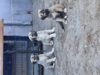 Kangal Yavruları