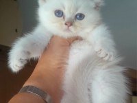Muhteşem British Shorthair Mavi Göz Golden Point