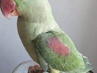 Alexander (İskender) dişi papağanım