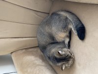 Yakışıklı Golden british shorthair