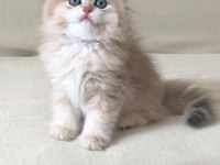 SHOW KALİTE SAFKAN BRİTİSH LONGHAİR SHORTHAİR