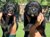 Cane corso yavrularımız çiftliğimızden