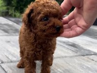 TOY POODLE KÖPEĞİ YAVRULAR