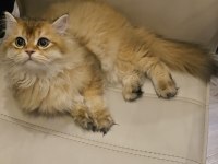 Erkek British Longhair Kedimiz Kızgınlıkta