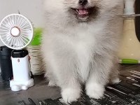 Pomeranian baby face
