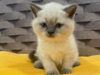 Safkan Blue Point Scottish Kediler
