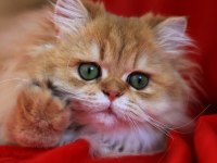 Saf-kan British Longhair Blh BY11(cy)