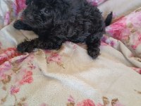 Dişi maltipoo