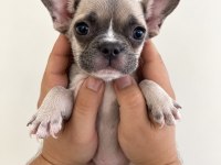 French Bulldog Yavrular