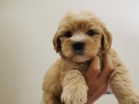 Maltipoo Adrese Teslim, Kapıda Ödeme Yapabilirsiniz