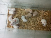 Hepsi Yavru Hamster