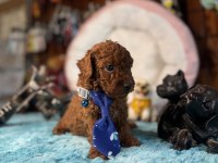 Minicik toy Poodle bebekler