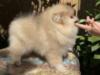 Saf kan Pomeranian boo erkek
