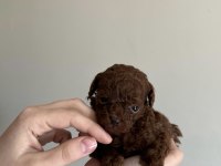 En Kaliteli Poodle Yavrular