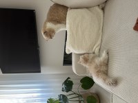 Sakin uysal bir exotic shorthair kedidir