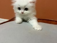 Şecereli Baba British Longhair Point Yavrumuz