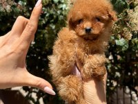 Teacup Dişi Kore Poodle Mersin Susanoğlu