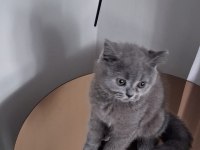 2.5 Aylık ERKEK British Shorthair