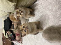 Golden british shorthair bebekler