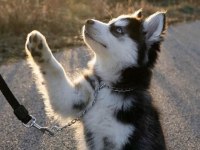 HUSKY MAVİ BONCUKLAR GÖNÜLLERİ YAKIYOR