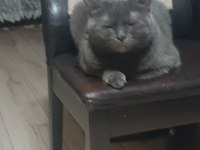 British Shorthair Paticikler