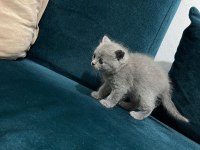 British Shorthair Kedisi