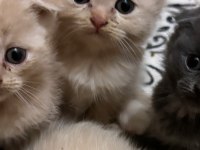 Safkan scottish fold bebekler