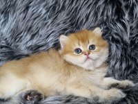 British Longhair Ev Üretimi Özel Yavrular