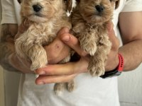 Maltipoo Kore kan bebekler