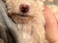 Maltese Terrier 3 Aylık Oğlum