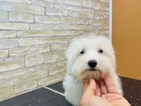 MALTESE CİNSİ YAVRUMUZ TESLİME HAZIR