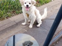 Maltese Köpeğimize Yuva Arıyoruz