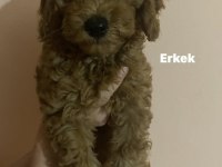 Toy poodle yavrularım