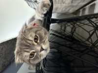 Scottish fold güzel kızım kısır değil