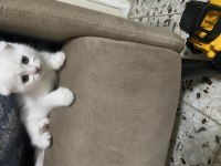 2 aylık aşılı scottish fold