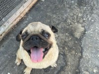3 Yaşında Dişi Pug Köpeğimiz