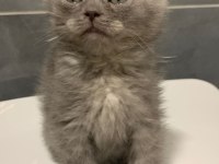 Anne Altından British Shorthair Yavrumuz