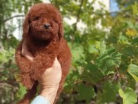 toy poodle kore kanı ırk garantili
