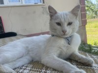 ÜCRETSİZ SAHİPLENDİRME KEDİMİZ