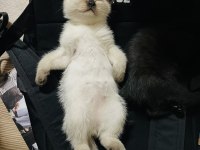 Safkan British Shorthair