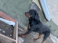 1 dişi ve 1 erkek rottweiler