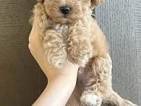 Maltipoo Safkanlar